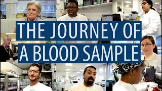 The journey of a blood sample