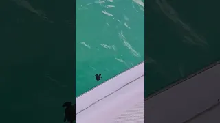 OMG! This baby turtle so cute!! 🥺😱