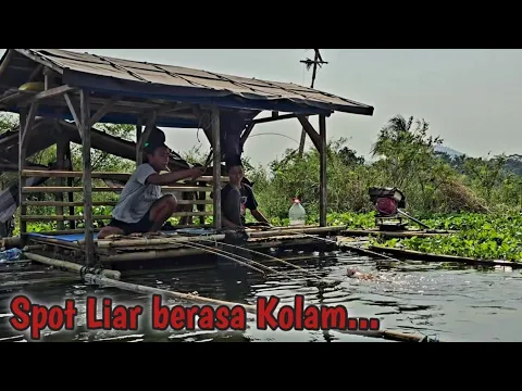 Download MP3 CAMP FISHING Ep.257 Fokus mancing dan Sambaran sampai lupa masak hasil tangkapan