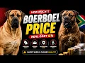 Boerboel Dog Price in Nigeria 2025 South African Mastiff Cost Ownership Breakdown