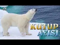 Download Lagu Kutup Ayısı - 4K