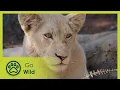 Download Lagu Fight For Survival - White Lions Born Wild 2/2 - Go Wild