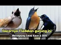 Lagu TLEDEKAN GUNUNG FULL GACOR TERAMPUH BIKIN SRDC DAN KACER CEPAT EMOSI