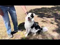 SLO County Animal Services sees large increase in animal intakes compared to last July