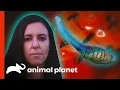 Download Lagu A Botfly Larvae Under Her Skin?!? Woman Mistakes It For Ingrown Hair | Monsters Inside Me