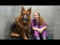 Lagu Watch This HUGE Shiloh Shepherd Lose TONS of Undercoat! Ultimate Grooming Glow-Up✂️🐾