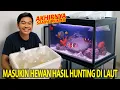 Download Lagu MASUKIN SEMUA HEWAN HASIL HUNTING DARI LAUT KE AQUARIUM LAUT DIRUMAHKU! BANYAK YANG NGUMPET DIPASIR!