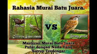 Download Cililin vs kapas tembak vs gereja tarung jeda MP3