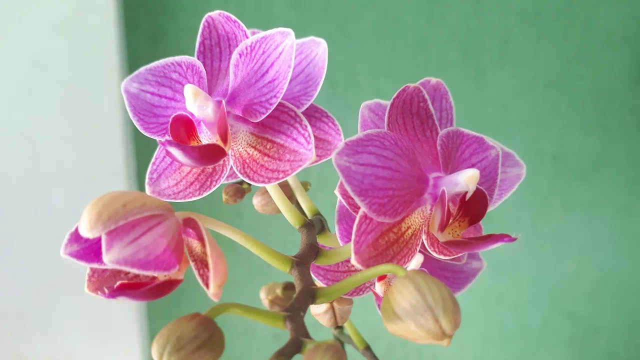 MINI ORQUÍDEA PHALAENOPSIS ...FLORAÇÃO E CULTIVO