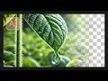 Fade image to transparent in Adobe Illustrator