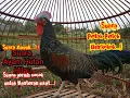 Download Lagu Suara Pikat Ayam Hutan Jantan petok petok Berkokok gacor || Ayam Hutan Hijau lain pasti terpikat