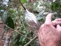 Download Lagu Camellia Propagation By Air Layering