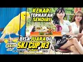 VLOG GANTANGAN‼️Kenari TERNAKAN sendiri bisa JUARA di Gelaran SKJ CUP 3....