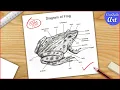 Frog Diagram drawing CBSE easy way Labeled Science projects - for beginners