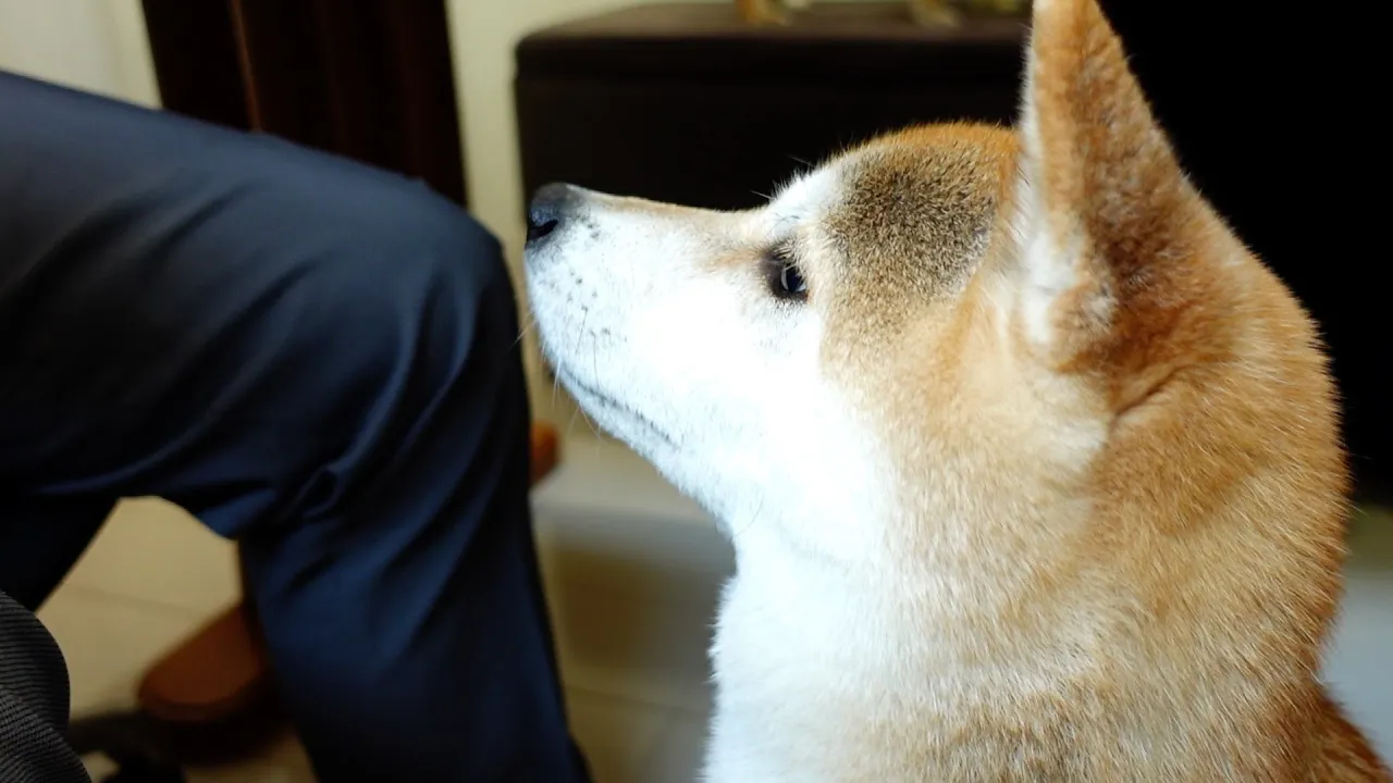 母性より食欲の柴犬