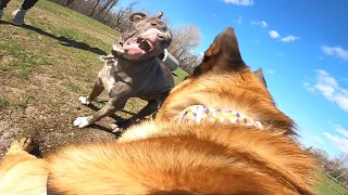 aggressive pit bull attacks belgian malinois at dog park trigger warning 