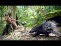 Download Lagu discovered a porcupine, immediately made a gun from bamboo tube, hunted porcupine, survival alone