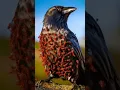 Download Lagu What A Clever Bird