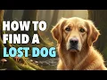 How To Recover Your Lost Dog Expert Advice on Proven Search Strategy
