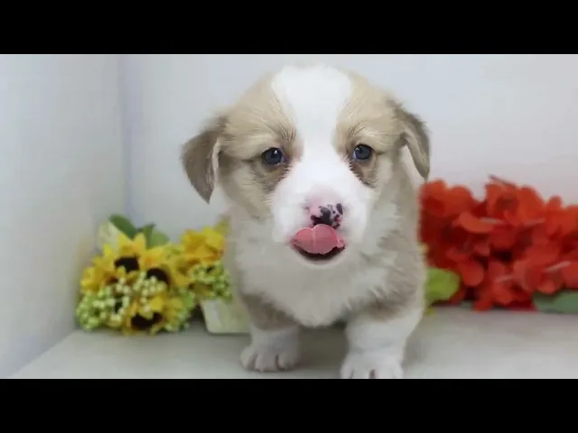 動画