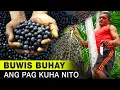 Download Lagu Bakit Binubuwis Ang Kanilang Buhay Sa Pagkuha Ng Acai