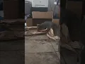 CATS Molly Rex Buzz playing in box with paper