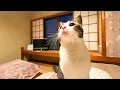 Download Lagu 8 Cats Welcomed Me to This Secret Guesthouse in Japan 🐱✨| Nostalgic Ryokan with Cats. | Nekotamaru.