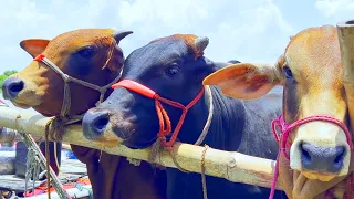 unloading cows cow videos cow video animal big cow cattle moo cow 406