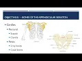 Ch 8 - Appendicular Skeleton