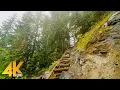 4K Virtual Walk through Beautiful Mountain Forest - Fascinating Comet Falls Mt Rainier Area