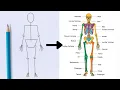 Human Skeleton Drawing Easy Human Skeleton Art Biology Drawing for Students ArtEdu by Sania
