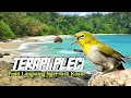 Download Lagu TERAPI PLECI OMBYOKAN AGAR NGERIWIK KASAR DAN BUKA PARUH