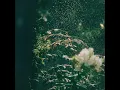 マカロニえんぴつ「運命さがし」(Official Audio)