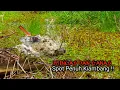 Download Lagu NGERI !! TERKAMAN SANGAT JELAS DI TEBAL NYA RUMPUT KIAMBANG SAAT CASTING IKAN GABUS #AS-230