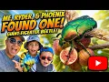 We Found A GIANT FIGEATER BEETLE