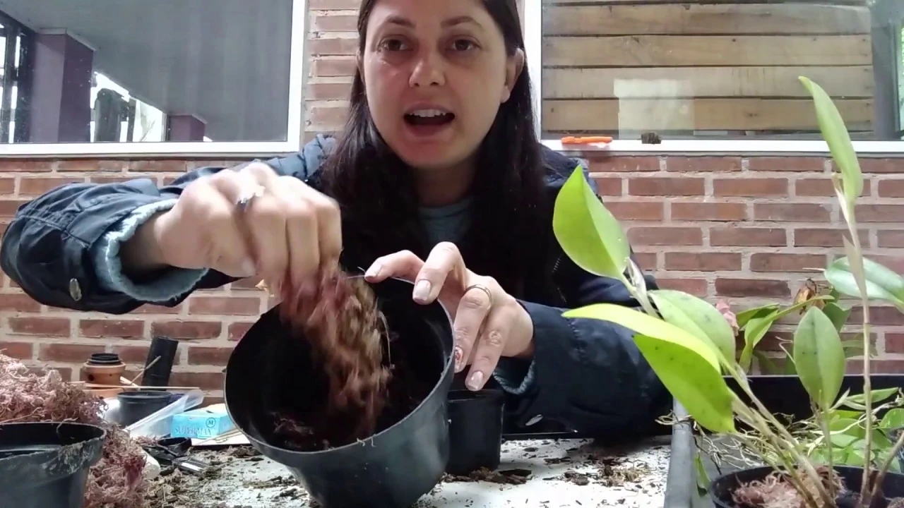 COMO REPLANTAR MINI ORQUÍDEA RESTREPIA BRACHYPUS