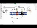 Transport Through Cell Membrane Part 1