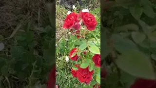 سلام شروع با گل های سرخ زیبا 