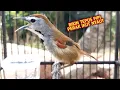 Download Lagu Burung tepus pipi perak gacor memanggil lawan