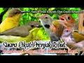 Download Lagu TERBAIK.‼️ SUARA PIKAT BURUNG PRENJAK RIBUT KOMBINASI SOGON DAN REMETUK LAUT..