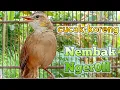 Download Lagu cucak koreng nembak ngeroll || pancingan terapi dan masteran istimewah.