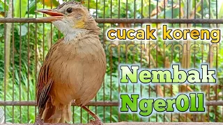 Download cucak koreng nembak ngeroll || pancingan terapi dan masteran istimewah. MP3