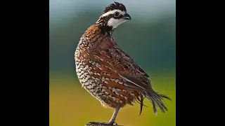 طائر السمان الفري الشمالي Northern Bobwhite  طائر السمان الفري الشمالي Northern Bobwhite