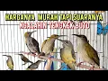 Download Lagu HARGANYA MURAH TAPI SUARANYA NGALAHIN TENGKEK BUTO❗❗❗❗