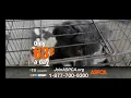 ASPCA commercial 2019