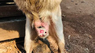 Puppy rescue , dog rescue videos Maggots&Wounds ,help me😓 😔😔