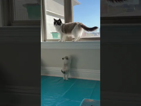We have pirate cats now