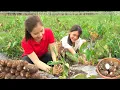 Colhendo 1000+Kg Inhame Gigante vai ao mercado vender,E receita de Natal com taro | Linh Daily Life