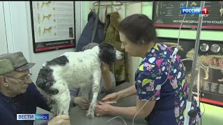 В Омске в бездомных собак стреляют из охотничьих ружей