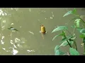 Download Lagu Mancing Kalau Spot nya Seperti ini,Pasti Ada Nila Babon nya